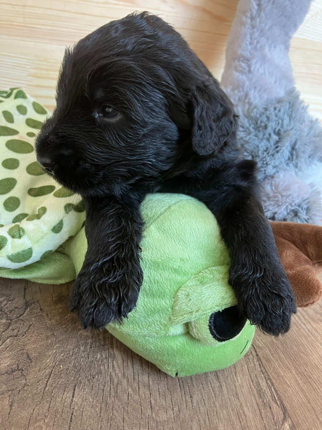 Des Feuilles Bleues - Chiots disponibles - Berger de Brie