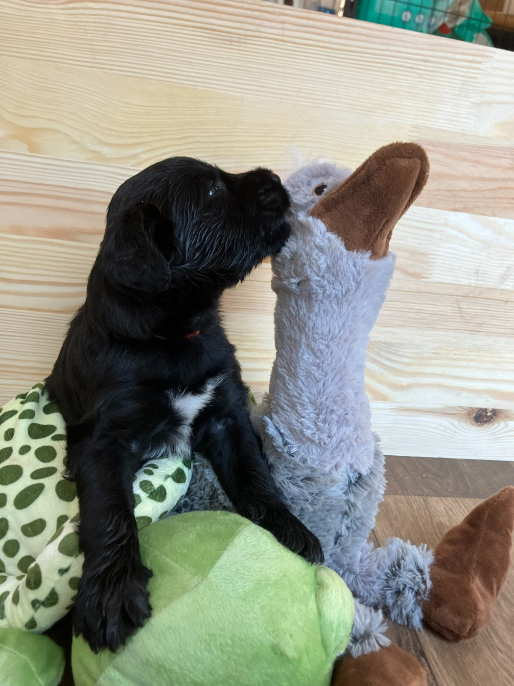 Des Feuilles Bleues - Chiots disponibles - Berger de Brie