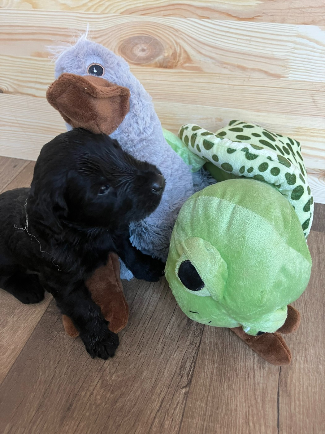 Des Feuilles Bleues - Chiots disponibles - Berger de Brie