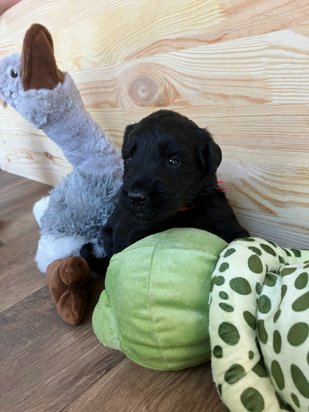 Des Feuilles Bleues - Chiots disponibles - Berger de Brie