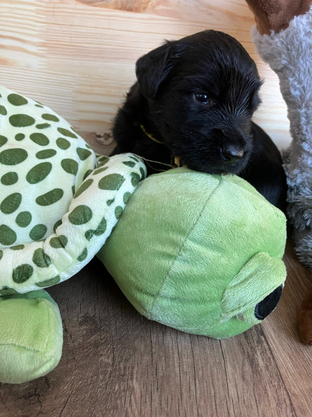 Des Feuilles Bleues - Chiots disponibles - Berger de Brie