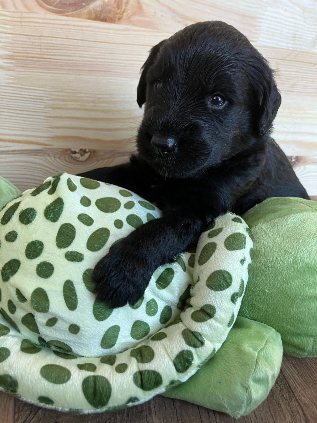 Des Feuilles Bleues - Chiots disponibles - Berger de Brie